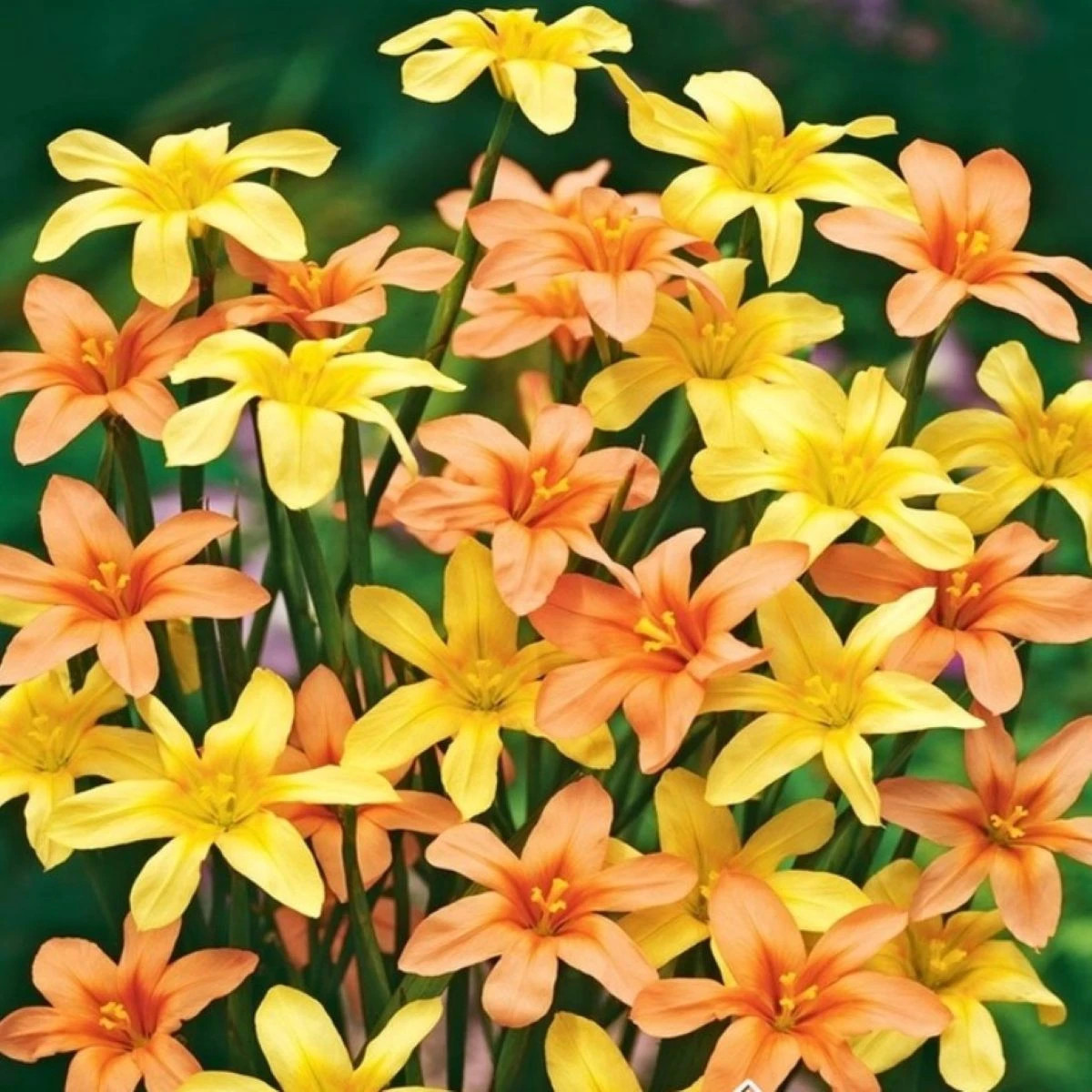 Morea zmes - Homeria - cibuľoviny - 8 ks