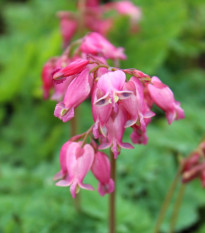 Srdcovka formosa Luxuriant - Dicentra formosa - cibuľoviny - 1ks