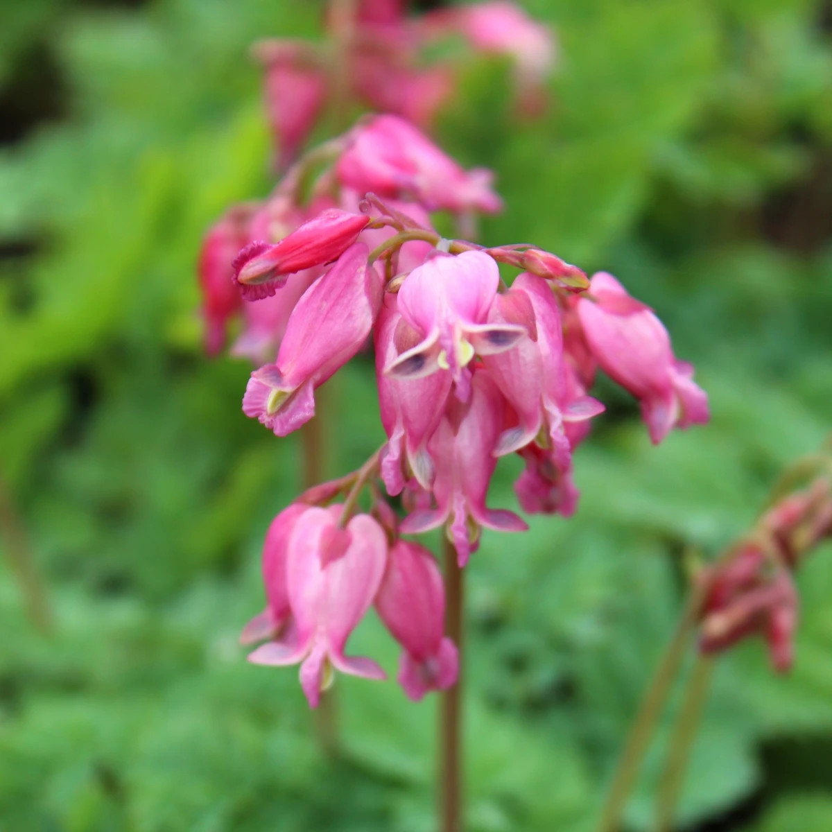 Srdcovka formosa Luxuriant - Dicentra formosa - cibuľoviny - 1ks