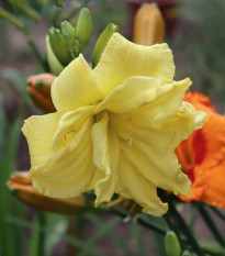 Ľaliovka River Wye - Hemerocallis - cibuľoviny - 1 ks