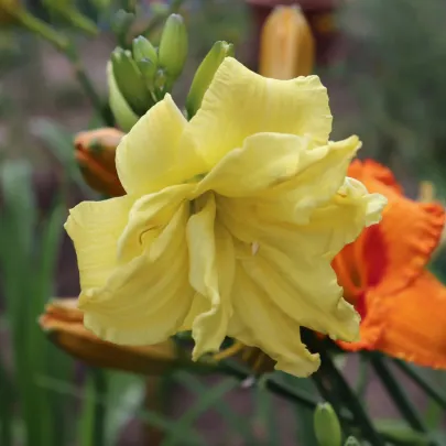 Ľaliovka River Wye - Hemerocallis - cibuľoviny - 1 ks
