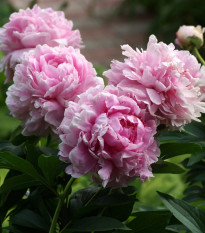 Pivónia Sarah Bernhardt - Paeonia lactiflora - cibuľoviny - 1 ks