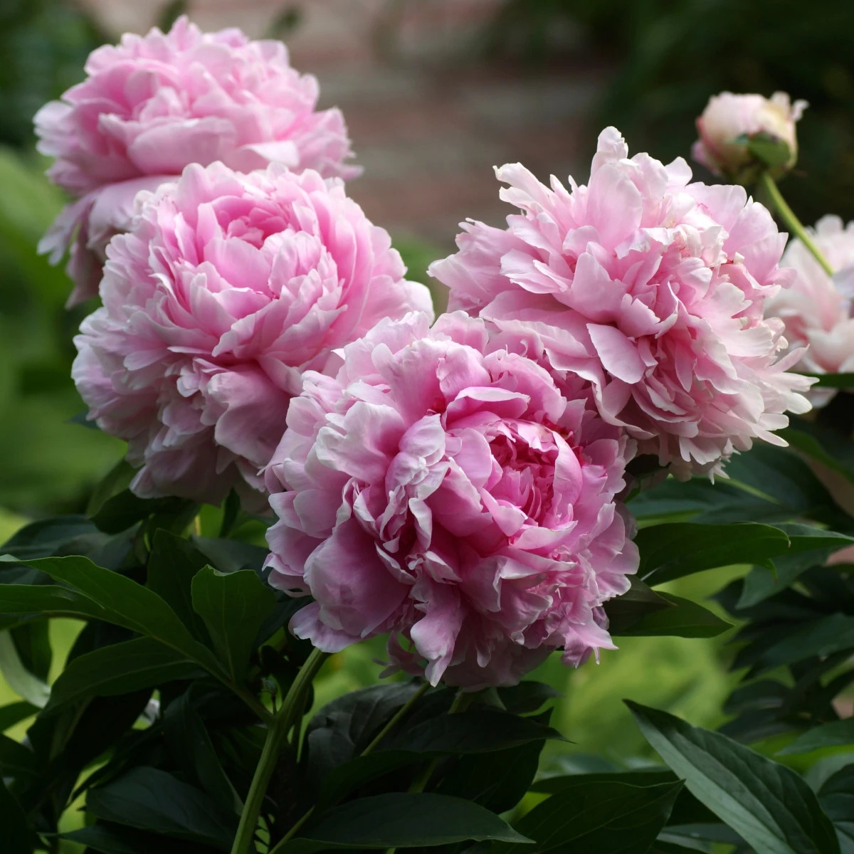Pivónia Sarah Bernhardt - Paeonia lactiflora - cibuľoviny - 1 ks
