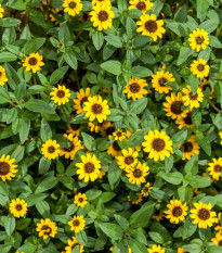 BIO Vitálka položená - Sanvitalia procumbens - bio semená - 60 ks