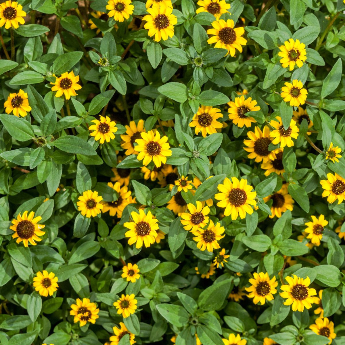 BIO Vitálka položená - Sanvitalia procumbens - bio semená - 60 ks