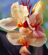 Kana Angel Martin - Canna - cibuľoviny - 1 ks