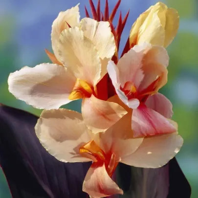 Kana Angel Martin - Canna - cibuľoviny - 1 ks