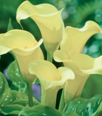 Kala Albomaculata - Zantedeschia - cibuľoviny - 1 ks