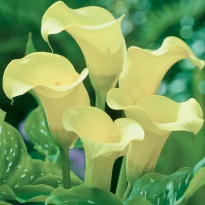 Kala Albomaculata - Zantedeschia - cibuľoviny - 1 ks