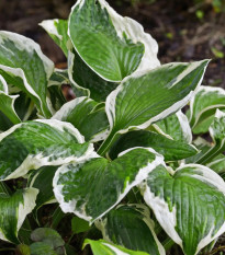 Funkia - Bohyška - Hosta Patriot - cibuľoviny - 1 ks