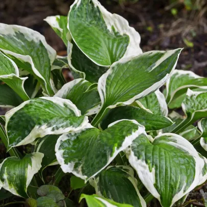 Funkia - Bohyška - Hosta Patriot - cibuľoviny - 1 ks