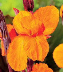 Kana Jivago - Canna - cibuľoviny - 1 ks