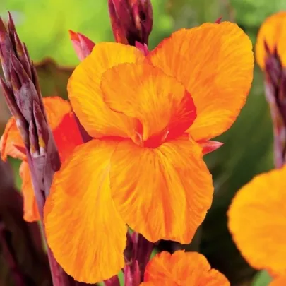 Kana Jivago - Canna - cibuľoviny - 1 ks