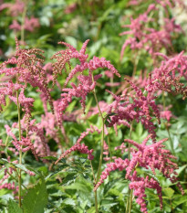 Astilba Thunbergii Straussenfeder - Astilbe - cibuľoviny - 1 ks