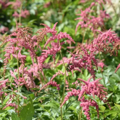 Astilba Thunbergii Straussenfeder - Astilbe - cibuľoviny - 1 ks