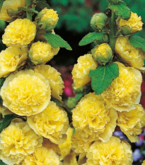 Topoľovka žltá - Alcea rosea - jednoducho korenné sadenice - 1 ks