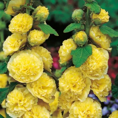 Topoľovka žltá - Alcea rosea - jednoducho korenné sadenice - 1 ks