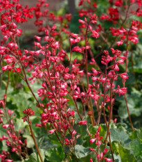 Heuchera krvavá - Heuchera sanquinea - jednoducho korenné sadenice - 1 ks