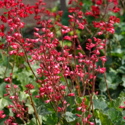 Heuchera krvavá - Heuchera sanquinea - jednoducho korenné sadenice - 1 ks