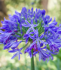 Kalokvet modrý - Agapanthus praecox - voľnokorenné sadenice - 1 ks