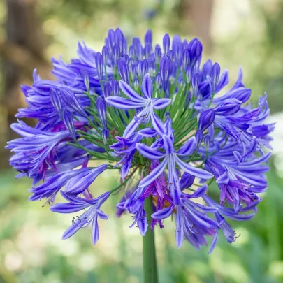 Kalokvet modrý - Agapanthus praecox - voľnokorenné sadenice - 1 ks