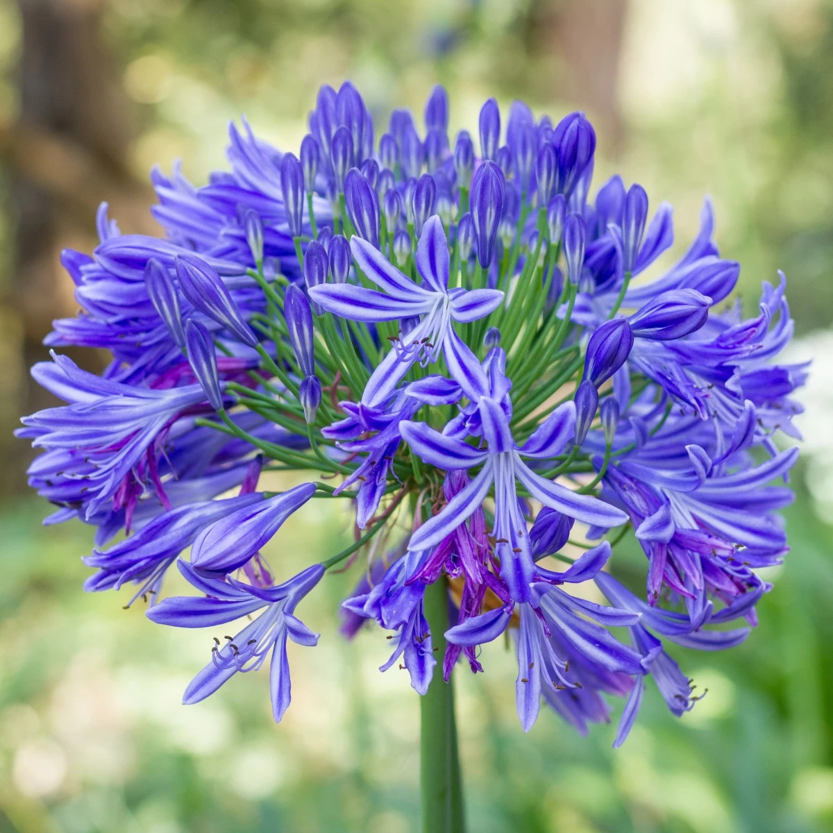 Kalokvet modrý - Agapanthus praecox - voľnokorenné sadenice - 1 ks