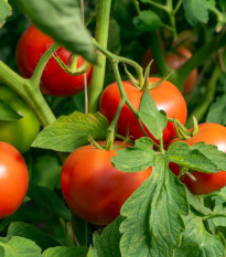 Paradajka Dalimil - Solanum lycopersicum - semená - 0,1 g