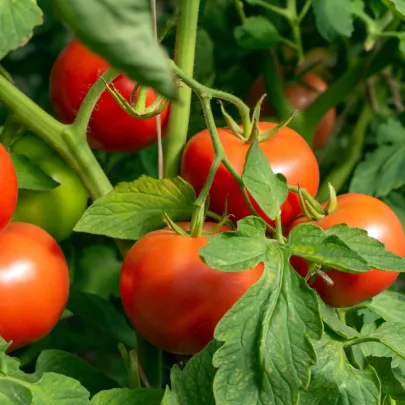 Paradajka Dalimil - Solanum lycopersicum - semená - 0,1 g