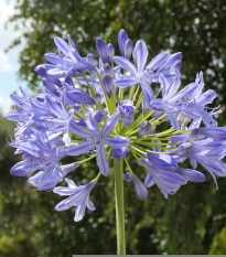 Kalokvet modrý – Agapanthus praecox – semená