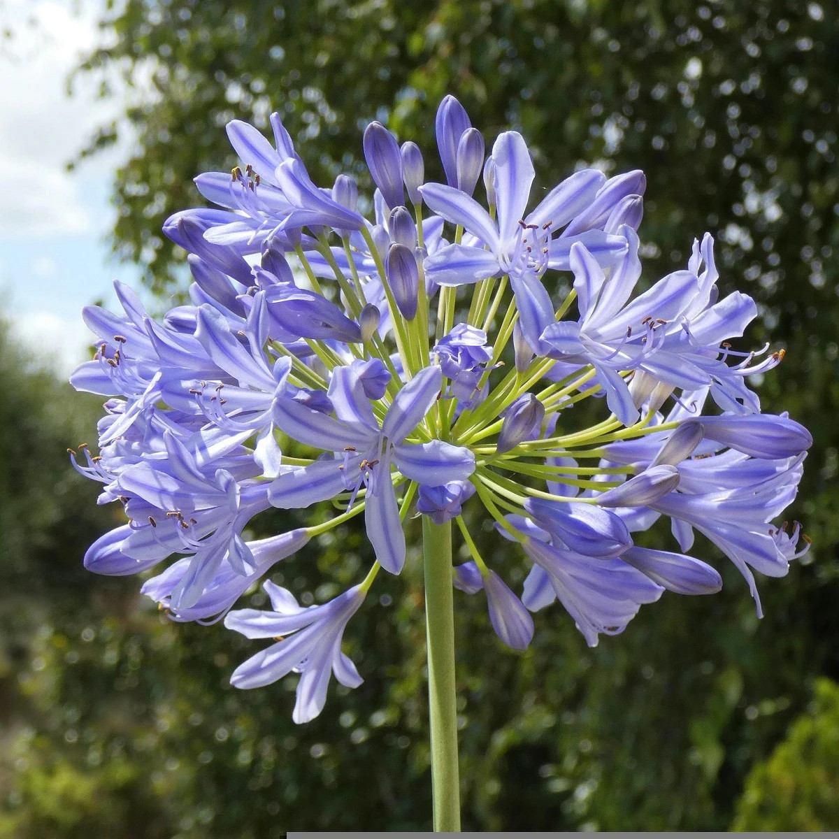 Kalokvet modrý – Agapanthus praecox – semená