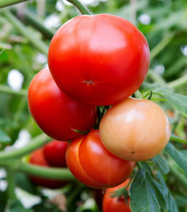 Paradajka Rentita - Solanum lycopersicum - semená - 15 ks
