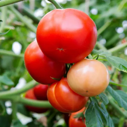 Paradajka Rentita - Solanum lycopersicum - semená - 15 ks