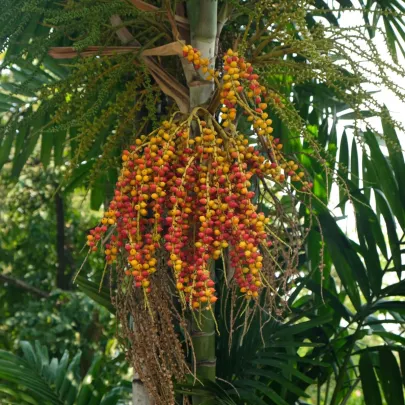 Palma Ptychosperma - Ptychosperma sp. Black fruit - semená - 3 ks