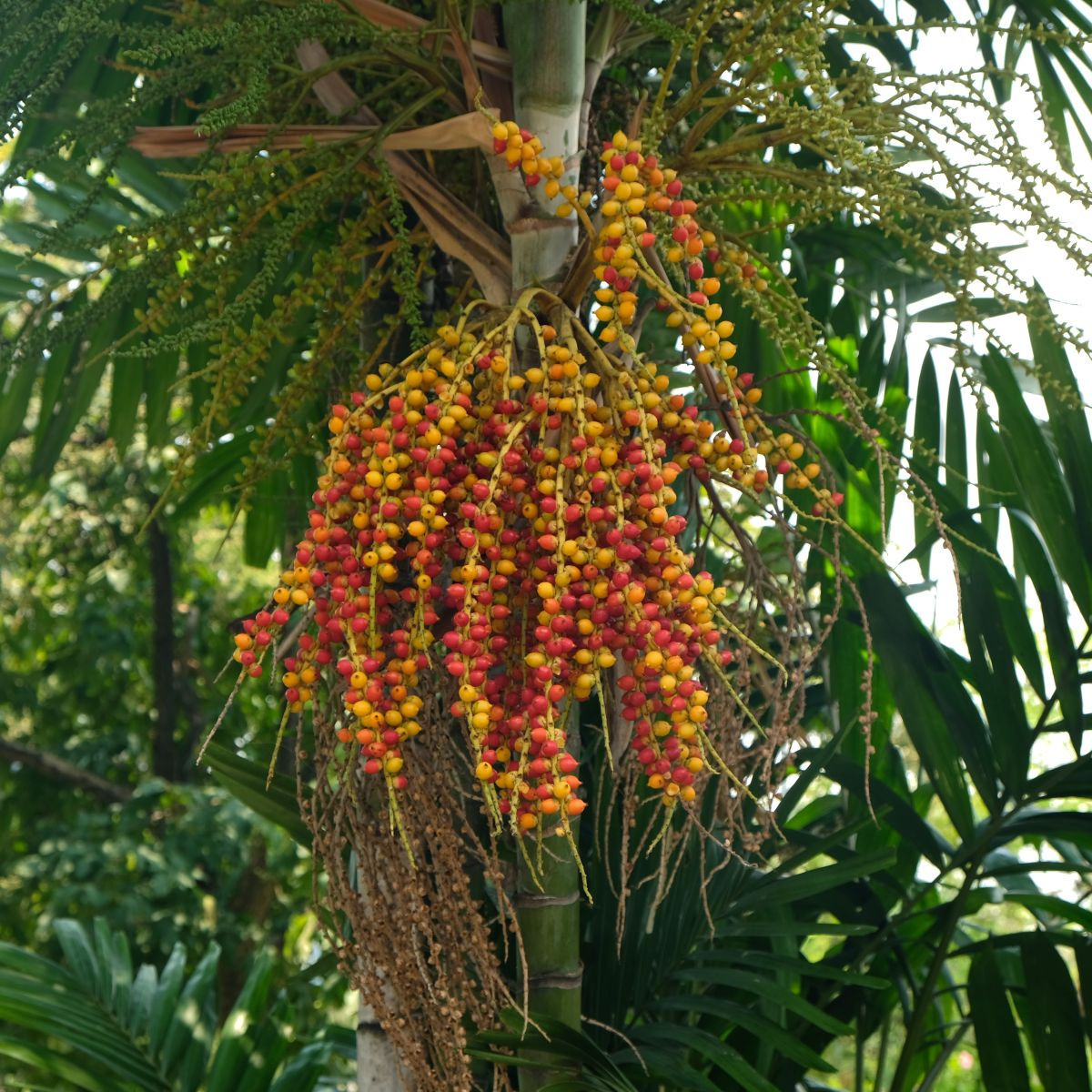 Palma Ptychosperma - Ptychosperma sp. Black fruit - semená - 3 ks