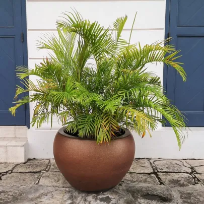 Palma Ptychosperma - Ptychosperma sp. Black fruit - semená - 3 ks