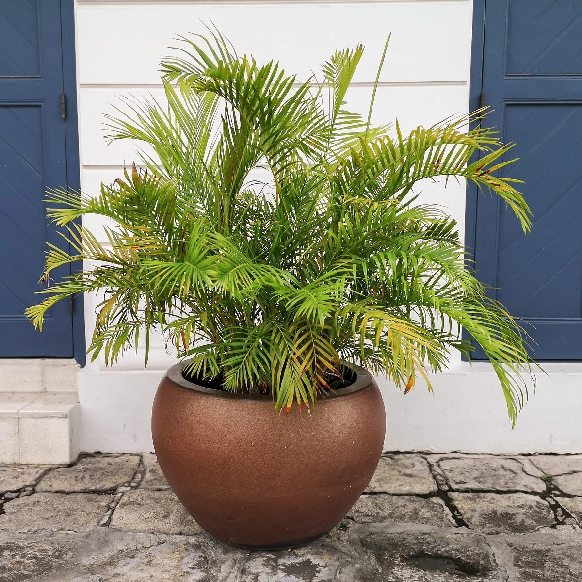 Palma Ptychosperma - Ptychosperma sp. Black fruit - semená - 3 ks