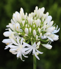 Kalokvet biely - Agapanthus praecox - voľnokorenné sadenice - 1 ks