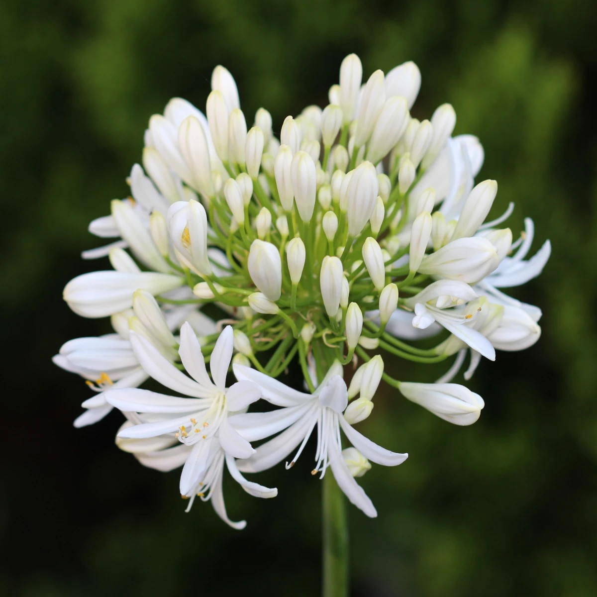 Kalokvet biely - Agapanthus praecox - voľnokorenné sadenice - 1 ks