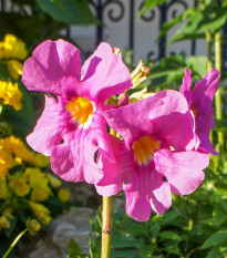 Dvojostica ružová - Incarvillea delavayi - cibuľoviny - 1 ks