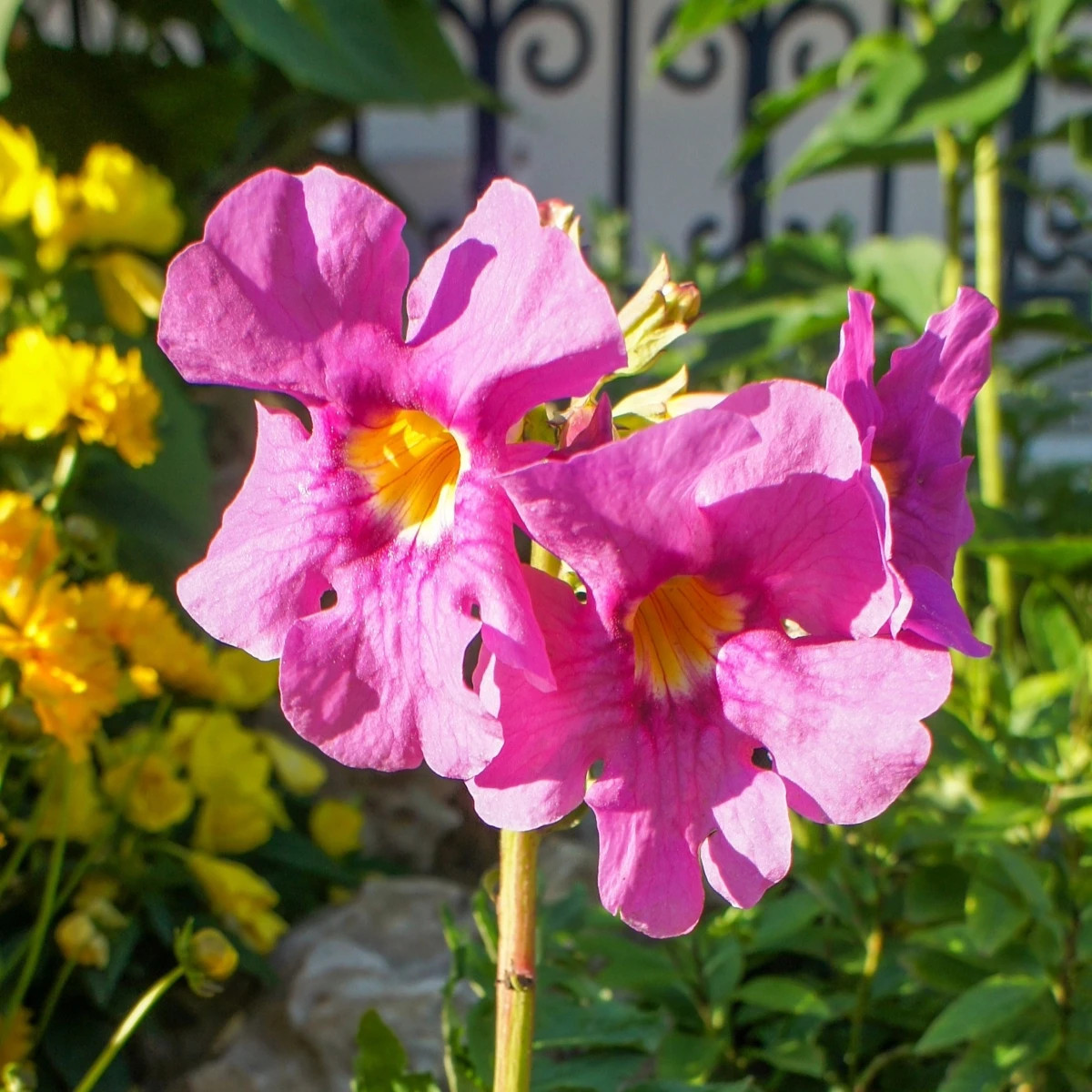 Dvojostica ružová - Incarvillea delavayi - cibuľoviny - 1 ks