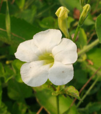 Dvojostica biela - Incarvillea delavayi - cibuľoviny - 1 ks