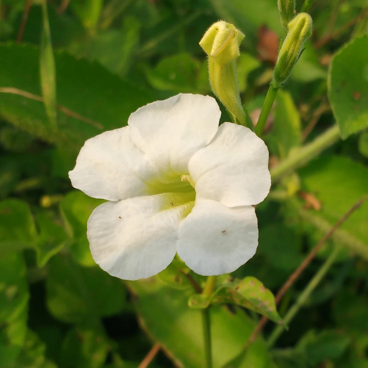 Dvojostica biela - Incarvillea delavayi - cibuľoviny - 1 ks