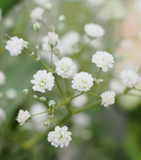 Gypsomilka latnatá biela - Gypsophila paniculata - jednoducho korenené sadenice - 1 ks