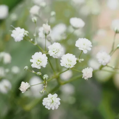 Gypsomilka latnatá biela - Gypsophila paniculata - jednoducho korenené sadenice - 1 ks