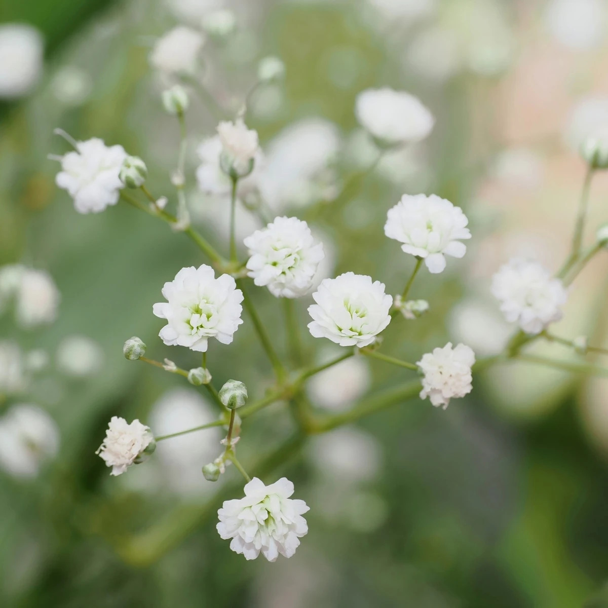 Gypsomilka latnatá biela - Gypsophila paniculata - jednoducho korenené sadenice - 1 ks