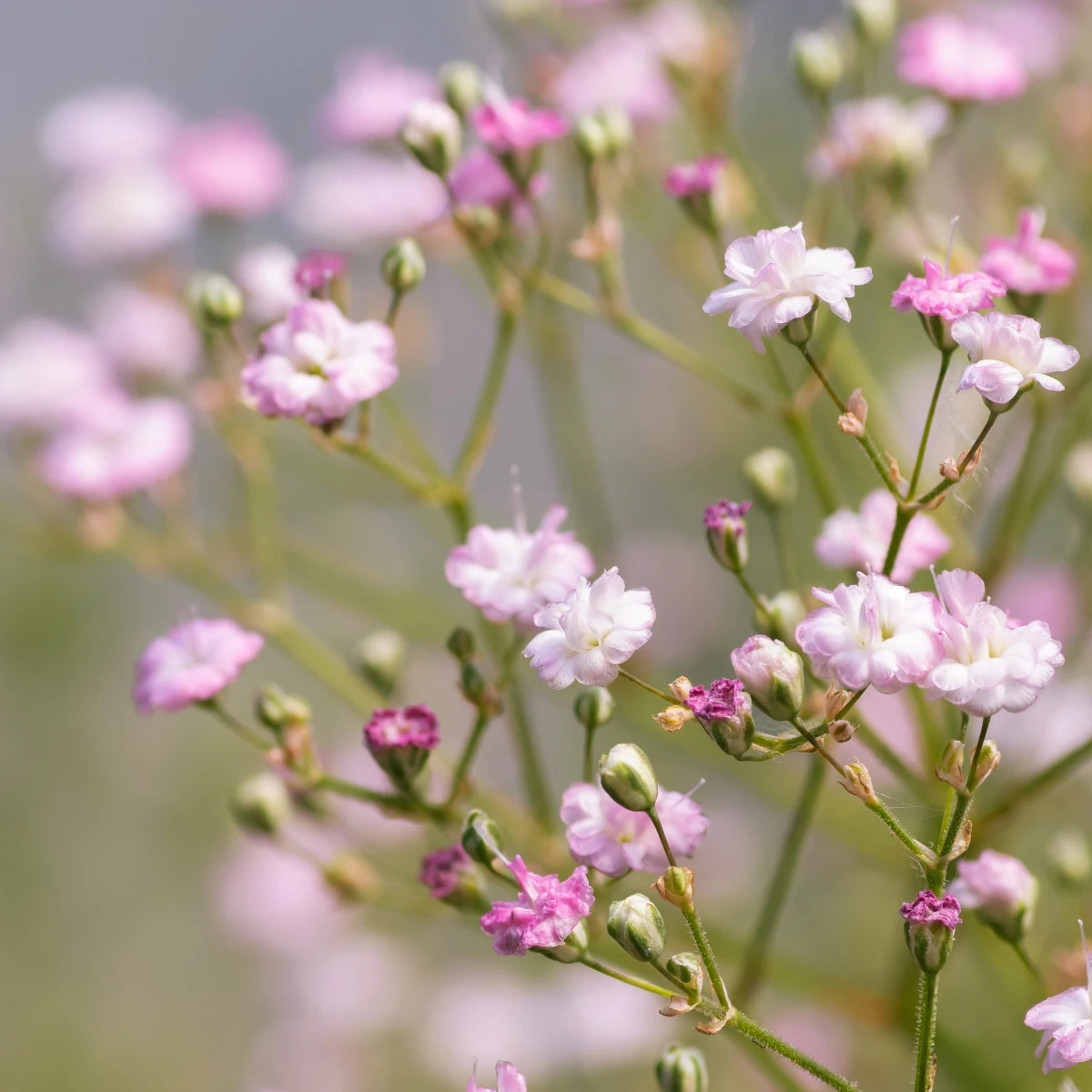 Gypsomilka latnatá ružová - Gypsophila paniculata - jednoducho korenené sadenice - 1 ks