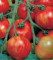 Paradajka tyčková melónová Duo - Lycopersicon esculentum mill - semená - 35 ks