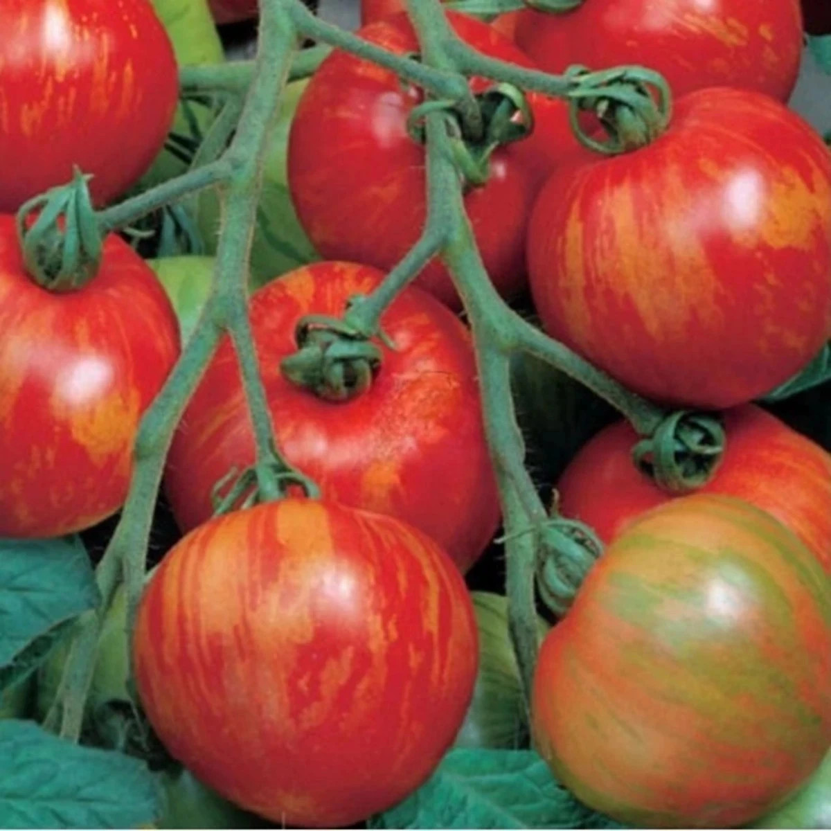 Paradajka tyčková melónová Duo - Lycopersicon esculentum mill - semená - 35 ks