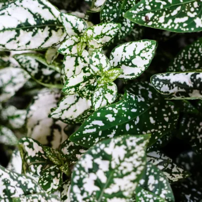 Podrastovka listoklasá Splash Select White - Hypoestes - semená - 30 ks