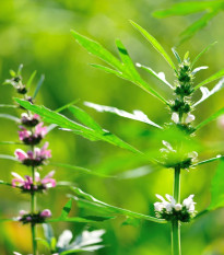 Srdcovník sibírsky - Leonurus sibiricus - semená - 50 ks